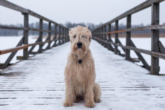 Hund auf Brücke Hund auf Brücke